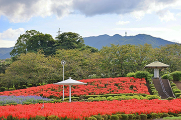 有明の森フラワー公園