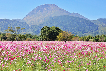 しまばら火張山花公園